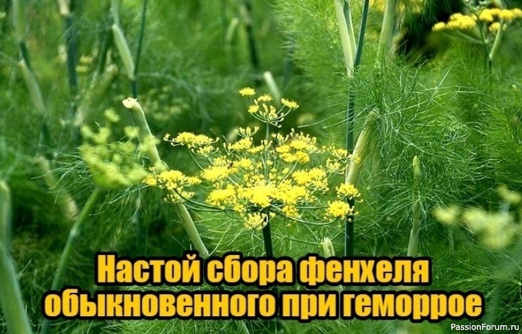 Народная медицина. Настой фенхеля при геморрое