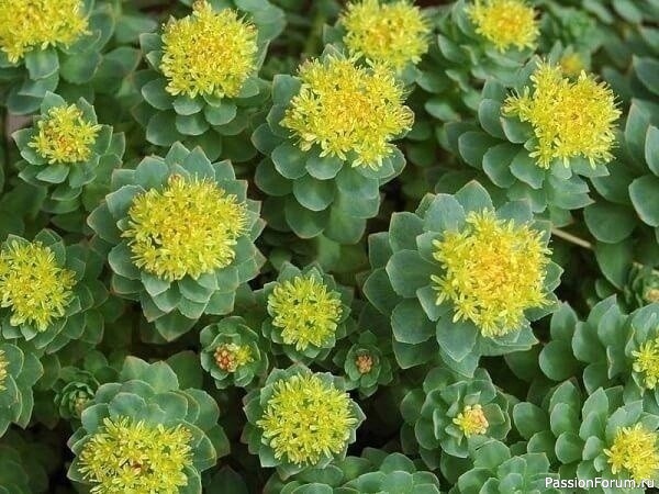 Золотой корень (радиола розовая) в народной медицине