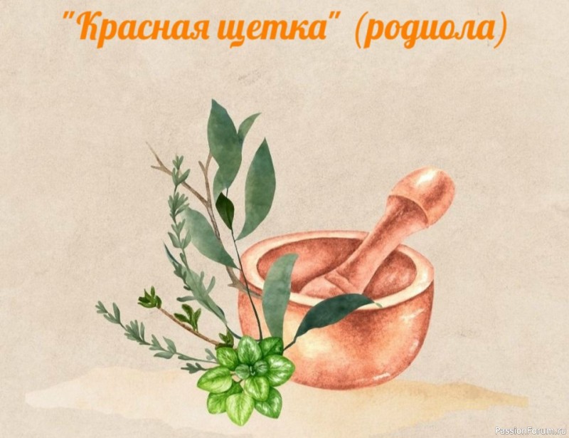 Народная медицина. Полезная трава "Красная щетка" Народная медицина. Полезная трава "Красная щетка"