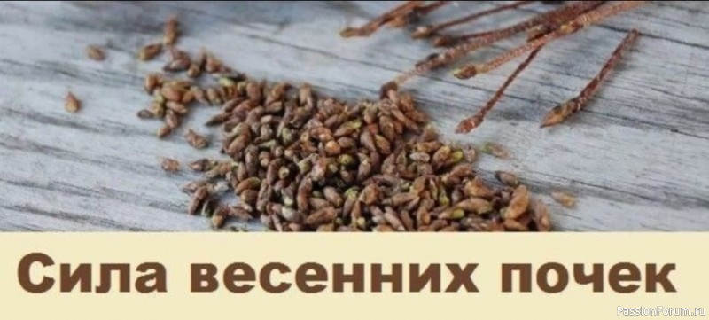 Сила весенних почек