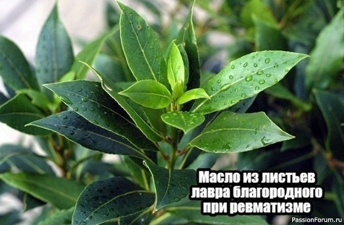 Народная медицина. Масло из листьев лавра