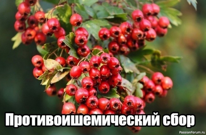 Народная медицина. Противоишемический сбор