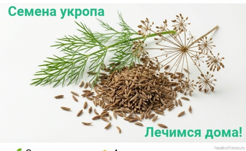 Семена укропа. Ароматная помощь в народной медицине Семена укропа. Ароматная помощь в народной медицине