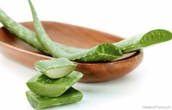 Алоэ с медом и кагором в народной медицине