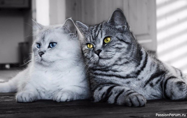 Кошки - это не скучно