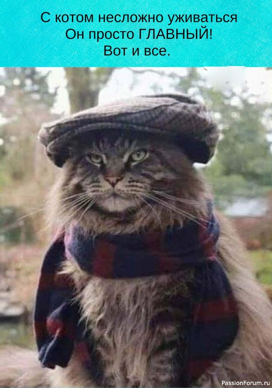 С котом несложно уживаться...