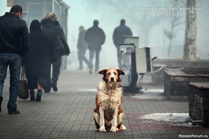 Зачем вы бросили собаку?