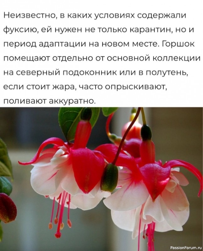 Фуксия после покупки Фуксия после покупки