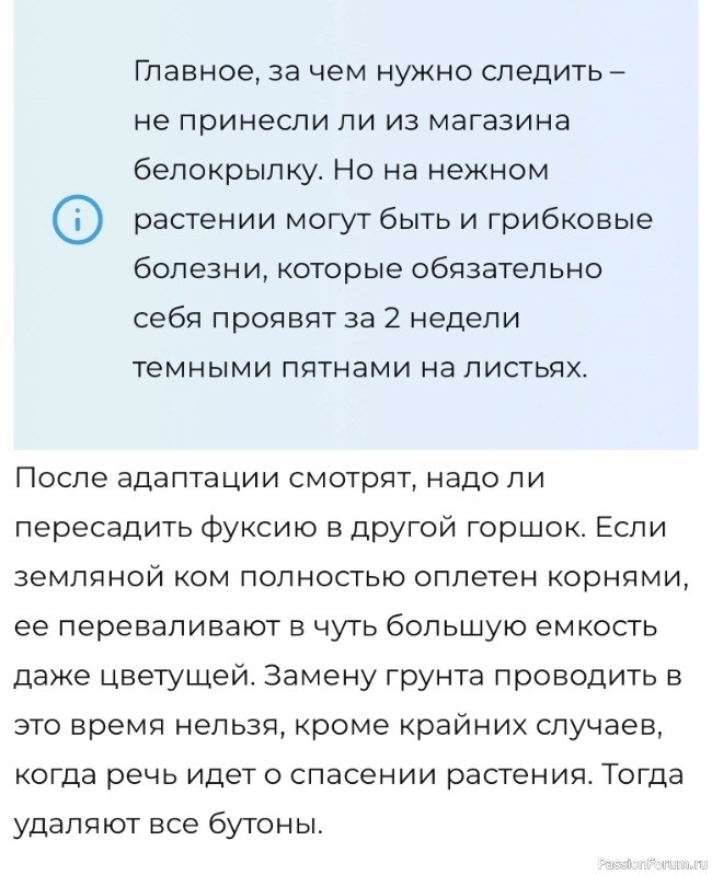 Фуксия после покупки Фуксия после покупки