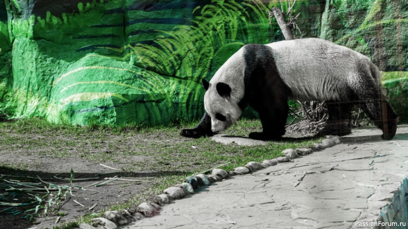 Выращенных в неволе в гигантских панд возвращают в дикую природу в Китае