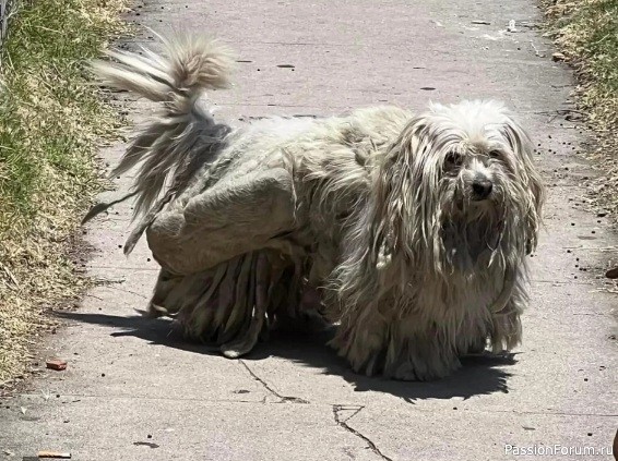 Собака, которая боится стрижку