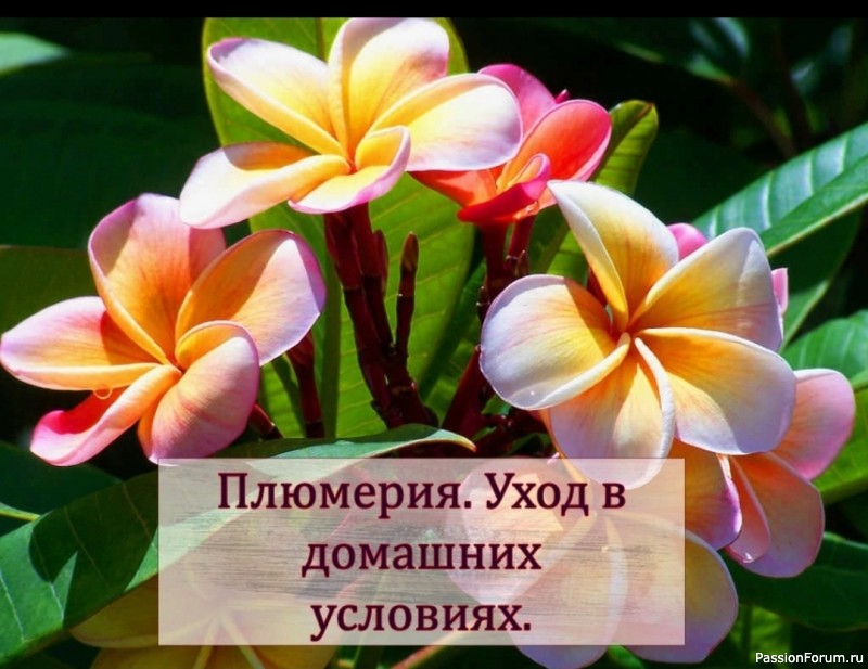 Плюмерия. Уход в домашних условиях