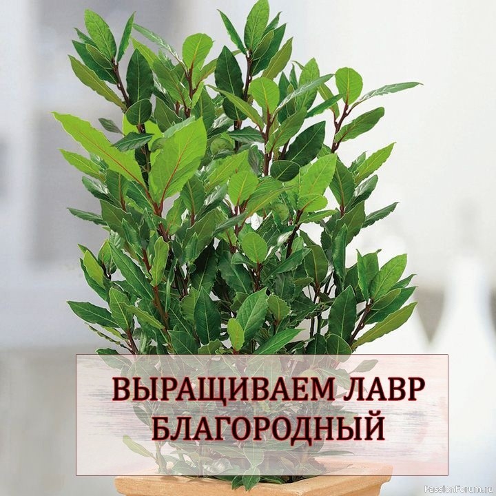 Лавр благородный. Комнатные растения