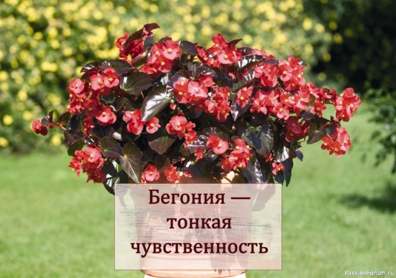Бегония &mdash; тонкая чувственность. Комнатные растения