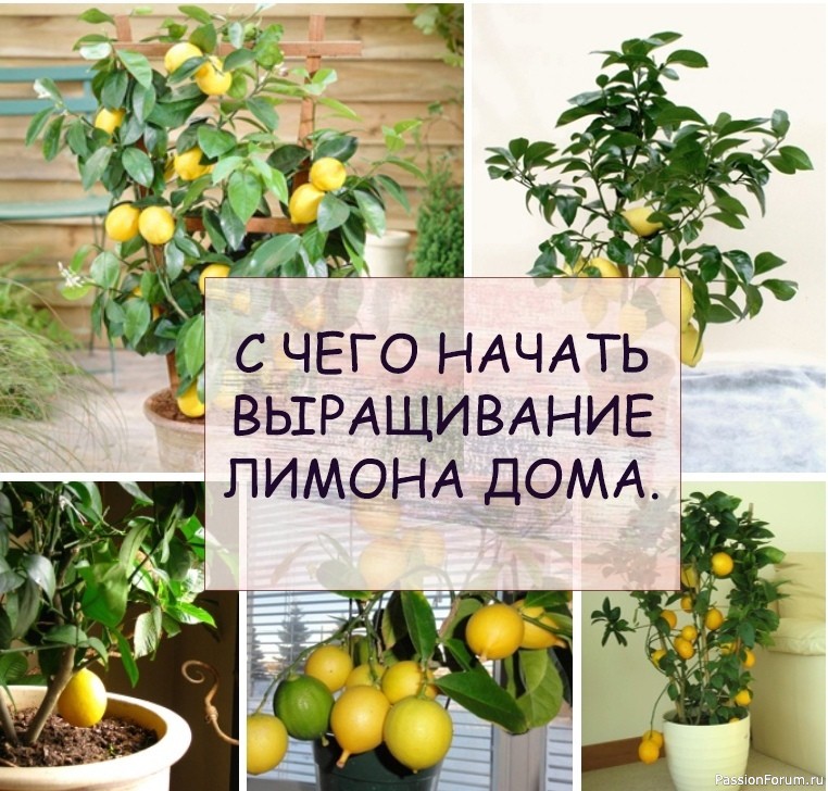 С чего начать выращивание лимона дома
