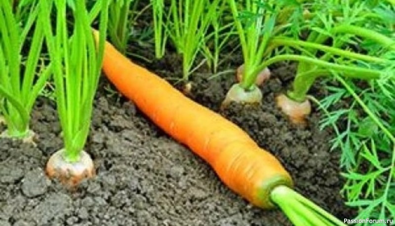 Для дачников: Несколько хитростей полива моркови