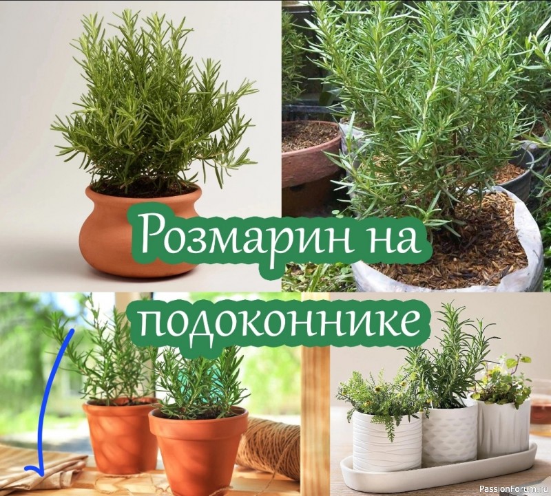 Розмарин на подоконнике
