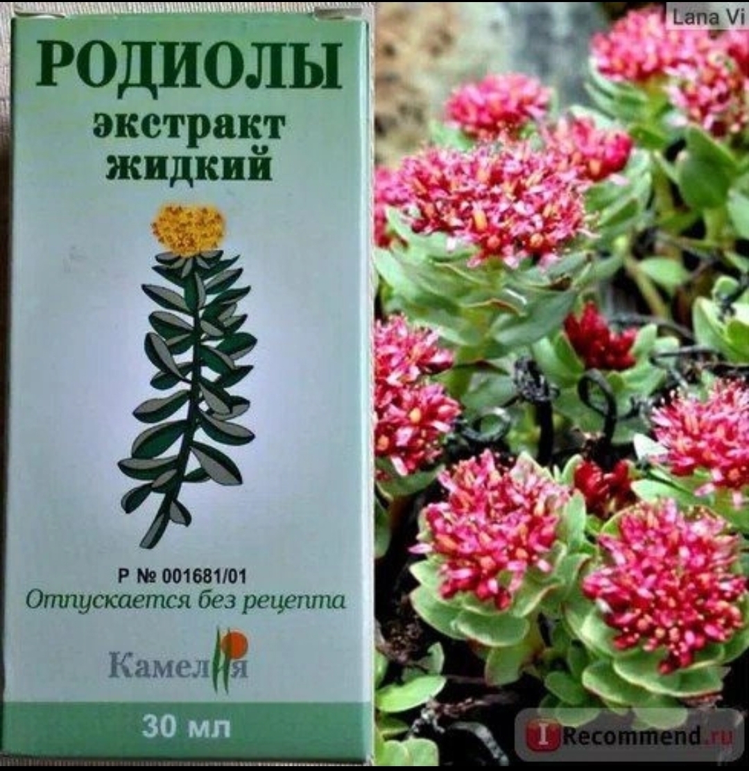 Настойка родиолы розовой инструкция цена. Родиола розовая Rhodiola rosea. Родиола розовая Толстянковые. Родиола розовая золотой корень экстракт. Родиола розовая ареал.