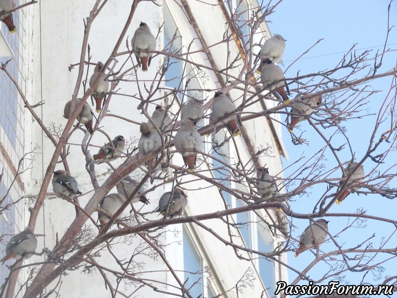 Городские гости из сибирских лесов