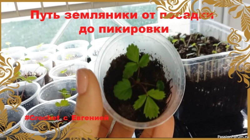 Путь земляники от рассады до пикировки