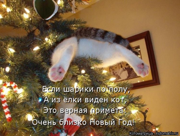 Тренируюсь на кошках.