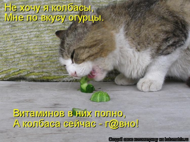 Коты- с юмором на ты.Любимая котоматрица.