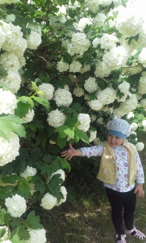 Калина не моя,но очень хочу и у себя такую иметь,цветёт роскошно. Калина не моя,но очень хочу и у себя такую иметь,цветёт роскошно.