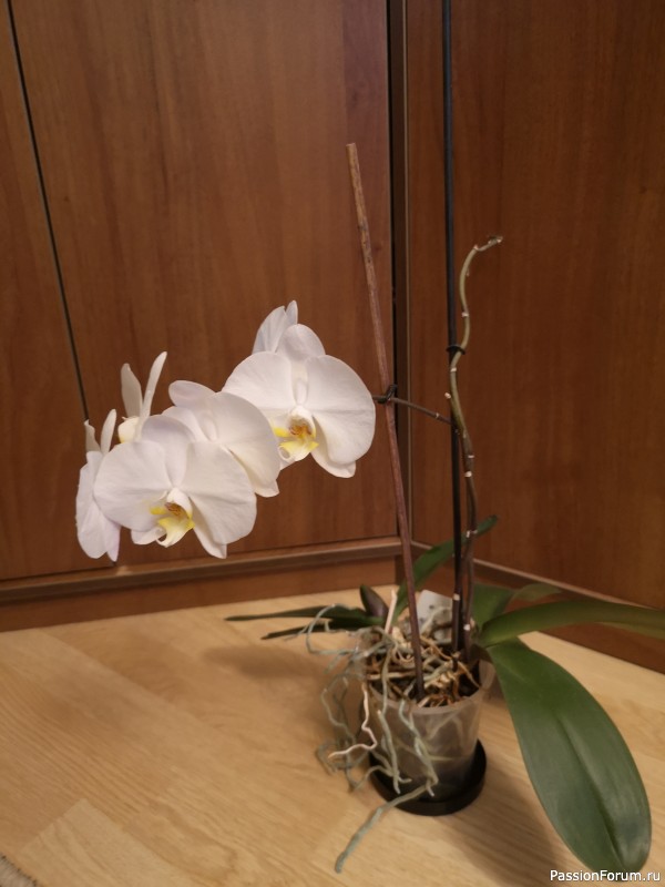 Снова цветет орхидея