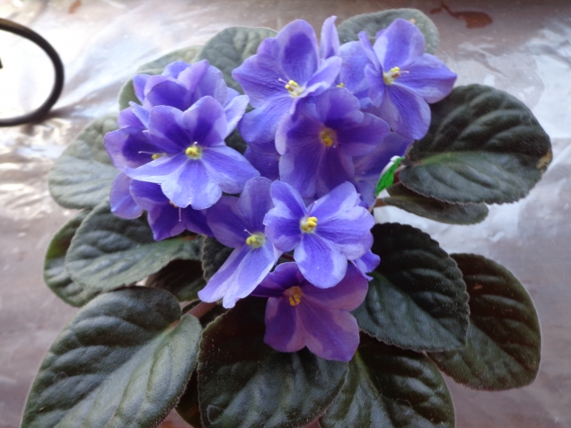 Мохеровая бомба