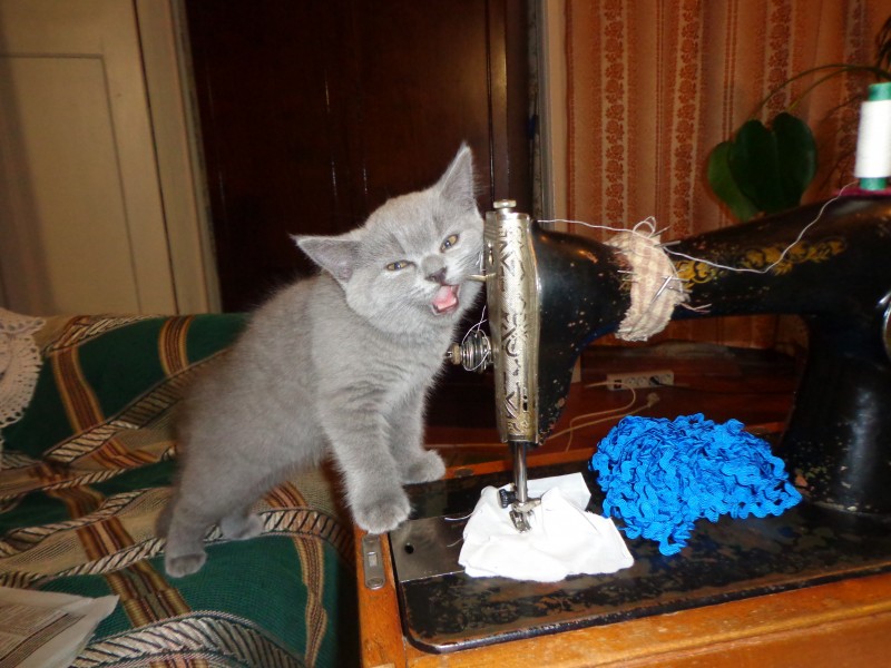 Котоматрица от БусЁны.