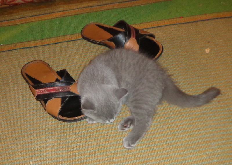 Котоматрица от БусЁны.