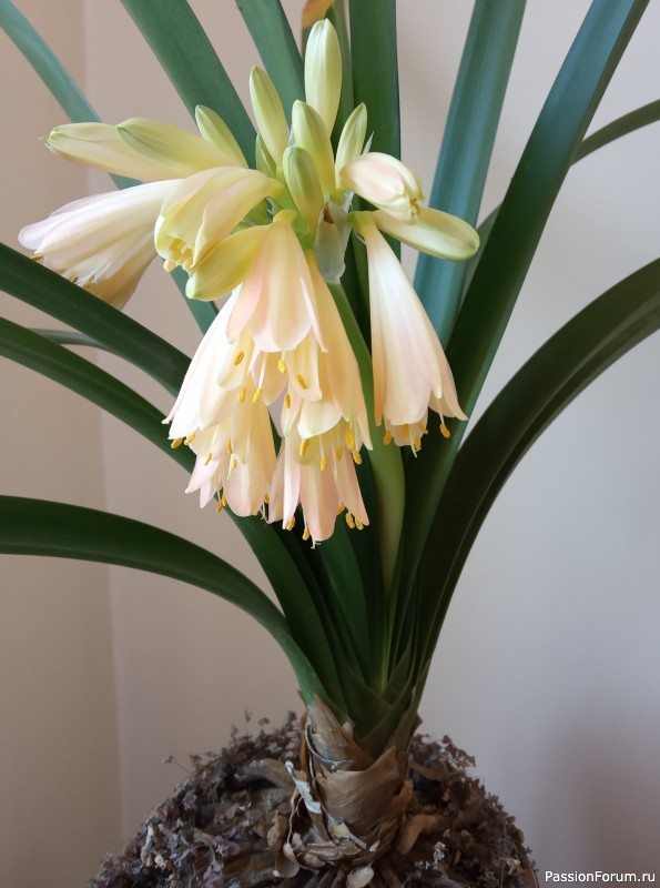 КеППи крючком.