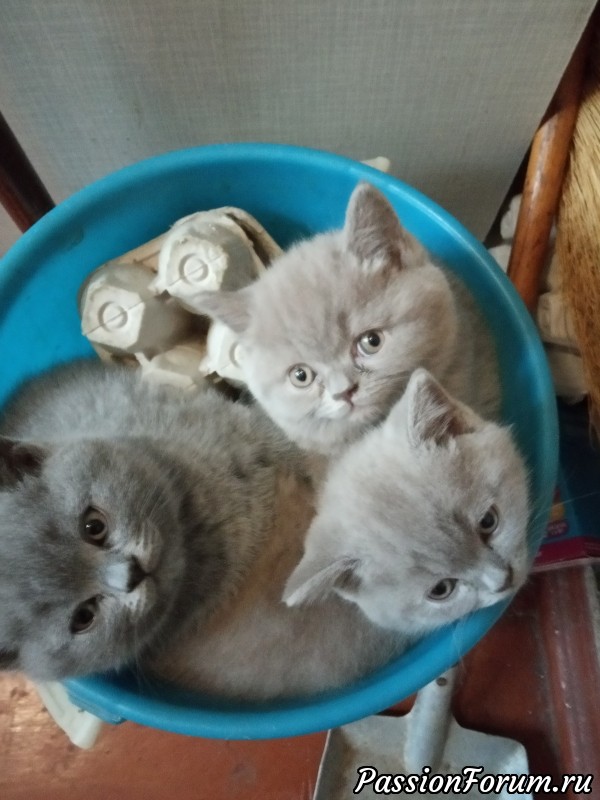 ДЕВИЦАМ КРАСАВИЦАМ, УМНИЦАМ УМЕЛИЦАМ ...