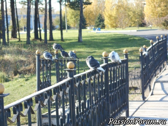 Золотая осень в городском парке ( Нижний Тагил)