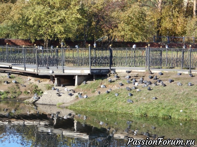 Золотая осень в городском парке ( Нижний Тагил)