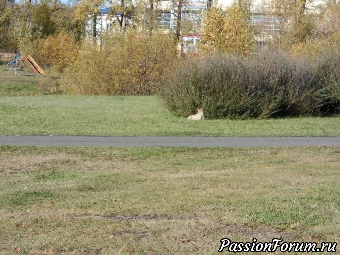 Золотая осень в городском парке ( Нижний Тагил)