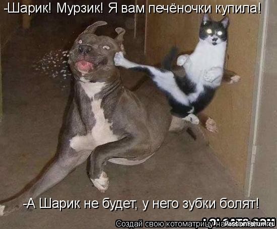 Коты и Кошки. Котята крошки. (часть 2)