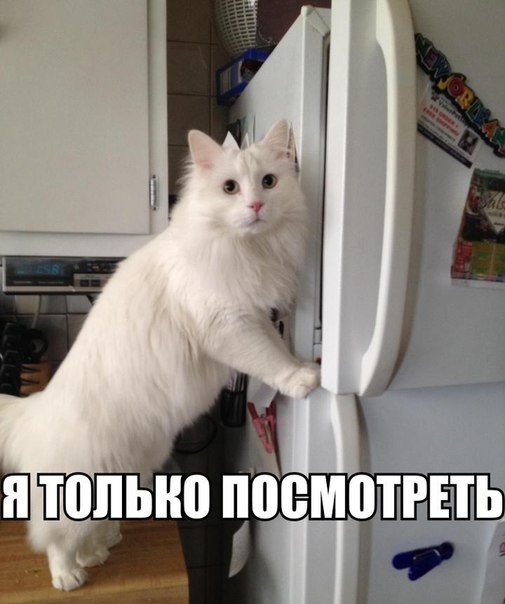 Веселые картинки с надписями про животных,