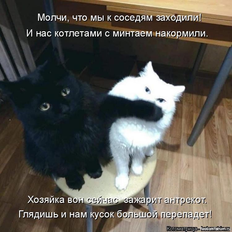 Почему кошек нельзя бить...