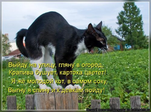 Весёлая котоматрица. Картинки про кошек