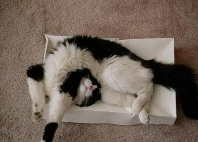 Котики .