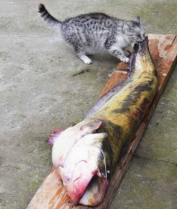 15 котов-воришек, попавшихся с поличным.... Позитив.
