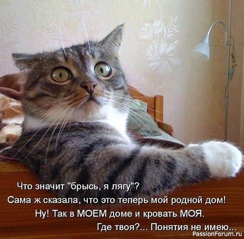 Коты и Кошки. Котята крошки.