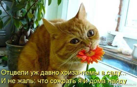 Коты и кошки 5 часть .