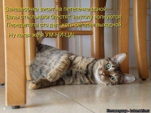 Коты и Кошки. Котята крошки.(3 часть)