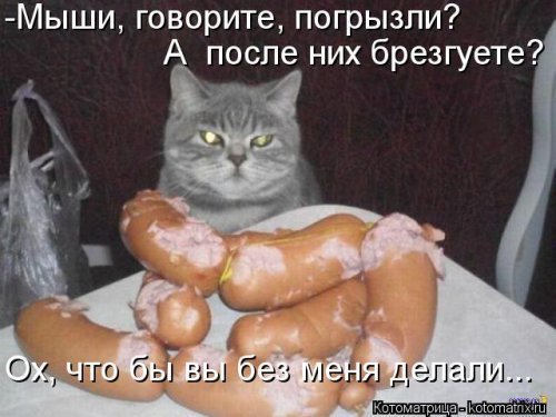 Коты и Кошки. Котята крошки.(3 часть)