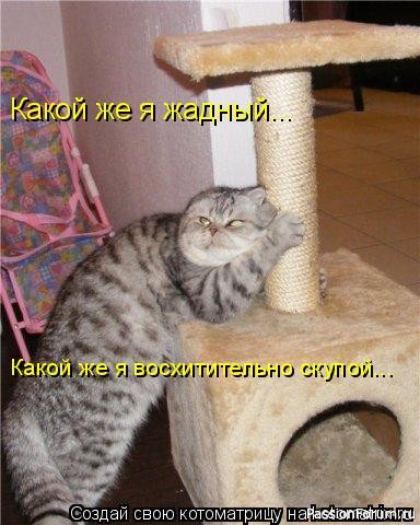 Коты и Кошки. Котята крошки. (часть 2)