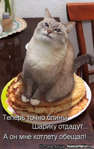Почему кошек нельзя бить...