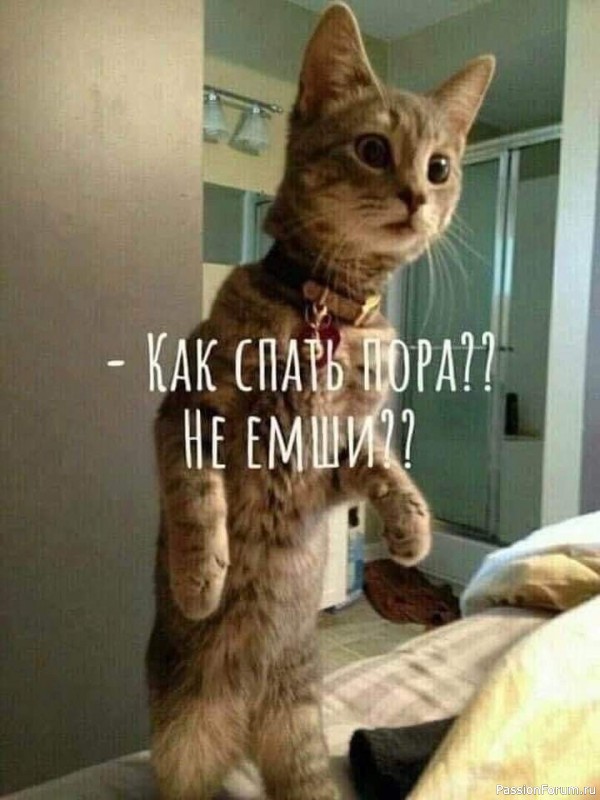 Один день и одна ночь из жизни неугомонного кота.