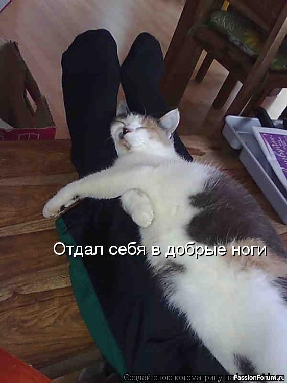 Почему кошек нельзя бить...